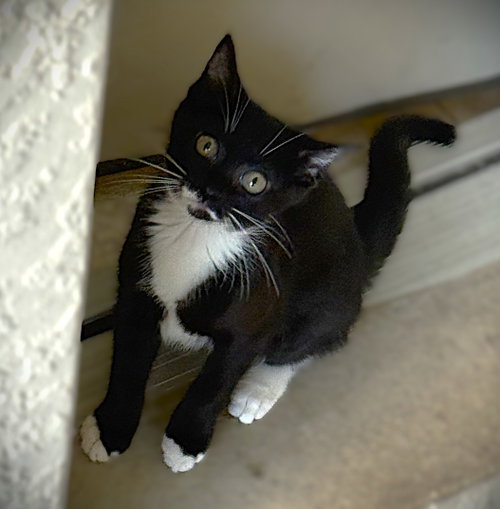 Moxi, an adoptable Tuxedo in Ft Myers, FL