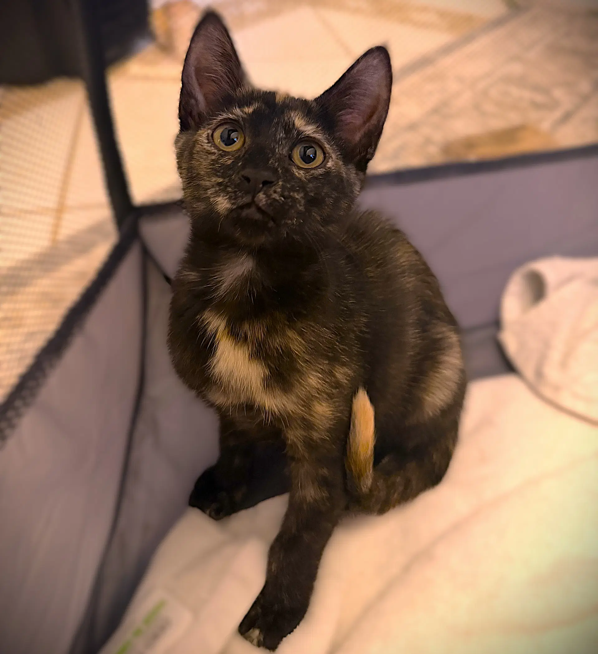 Mavis - Tortoiseshell