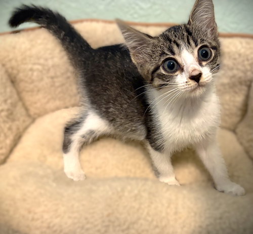 Chicky, an adoptable Tabby in Ft Myers, FL