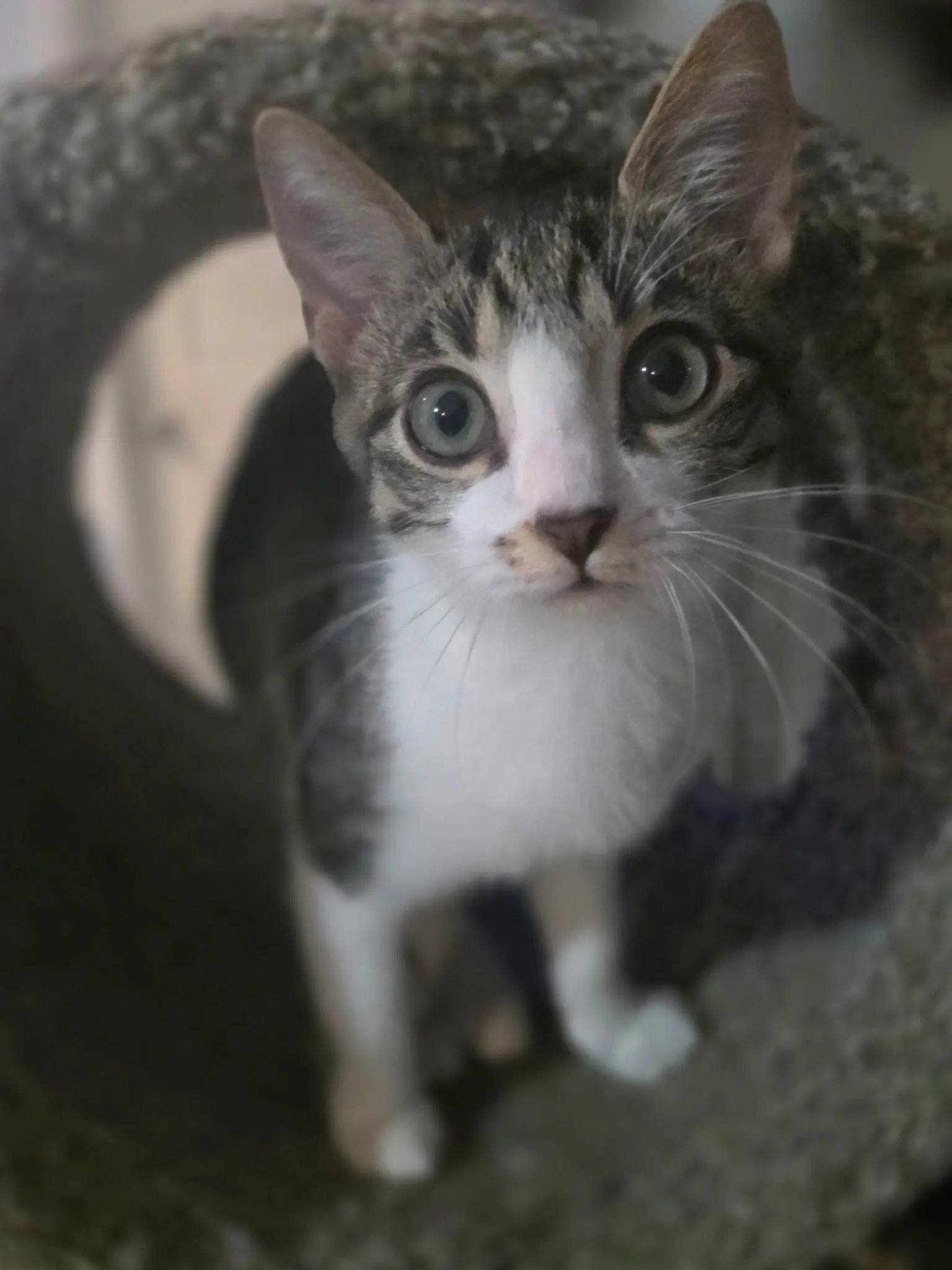 Chicky - Tabby