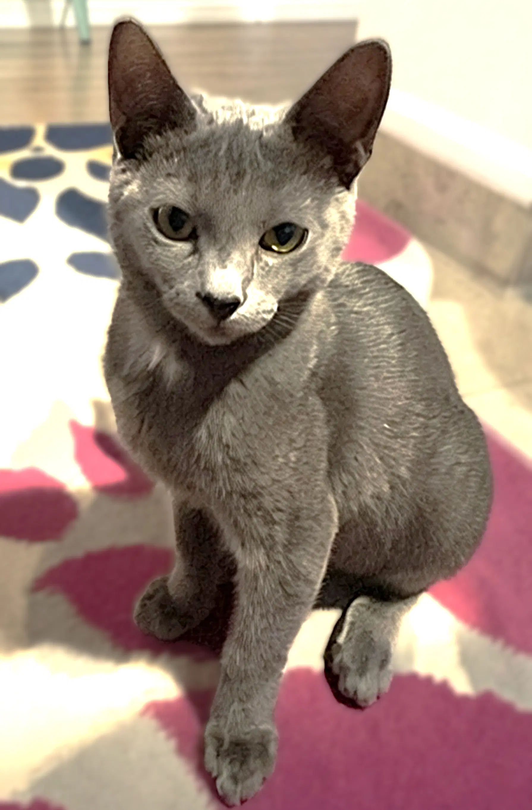 Athena - Russian Blue