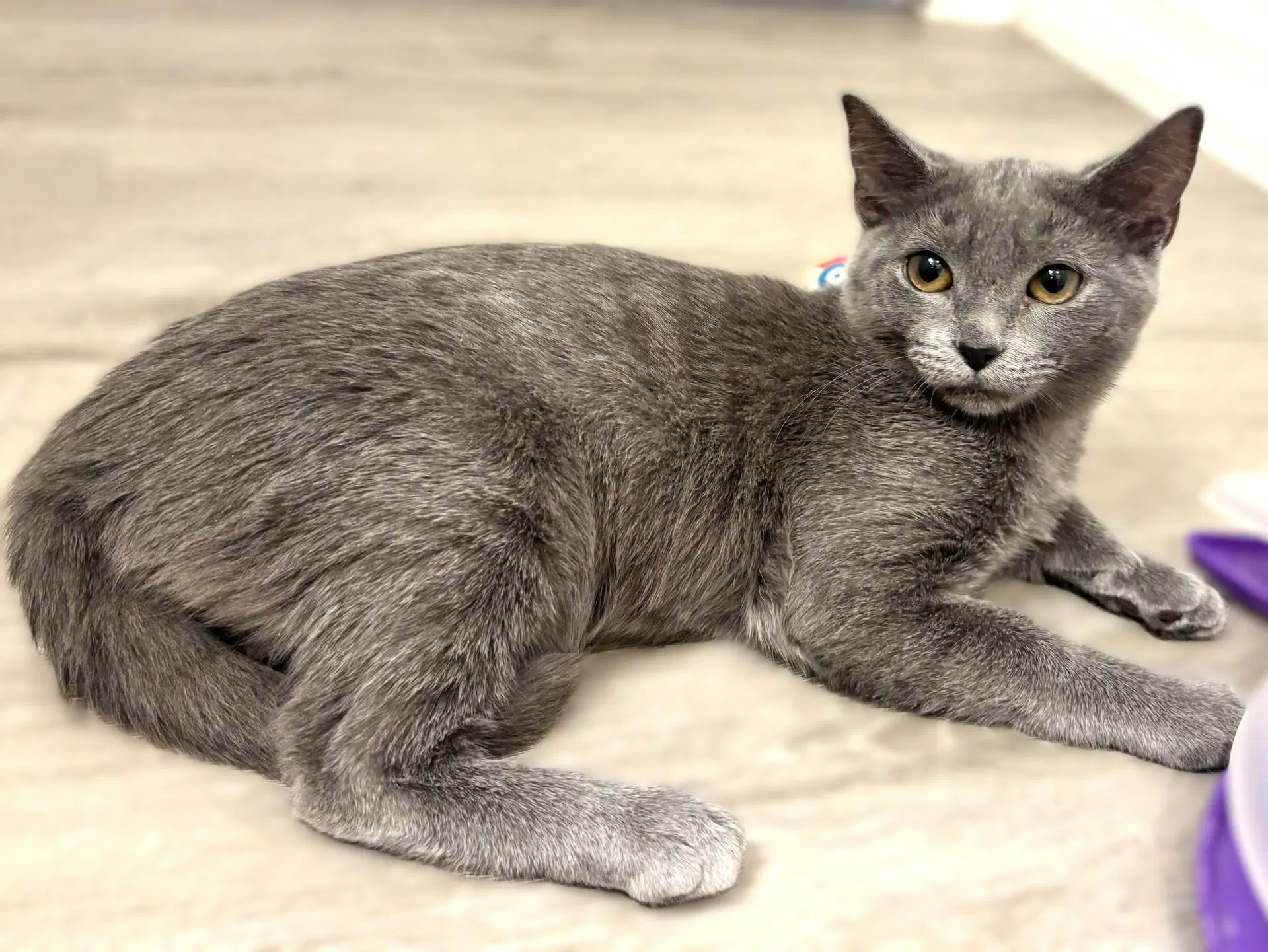Hera - Russian Blue