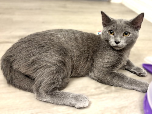 Hera, a cat for adoption from Haven On Earth Animal League