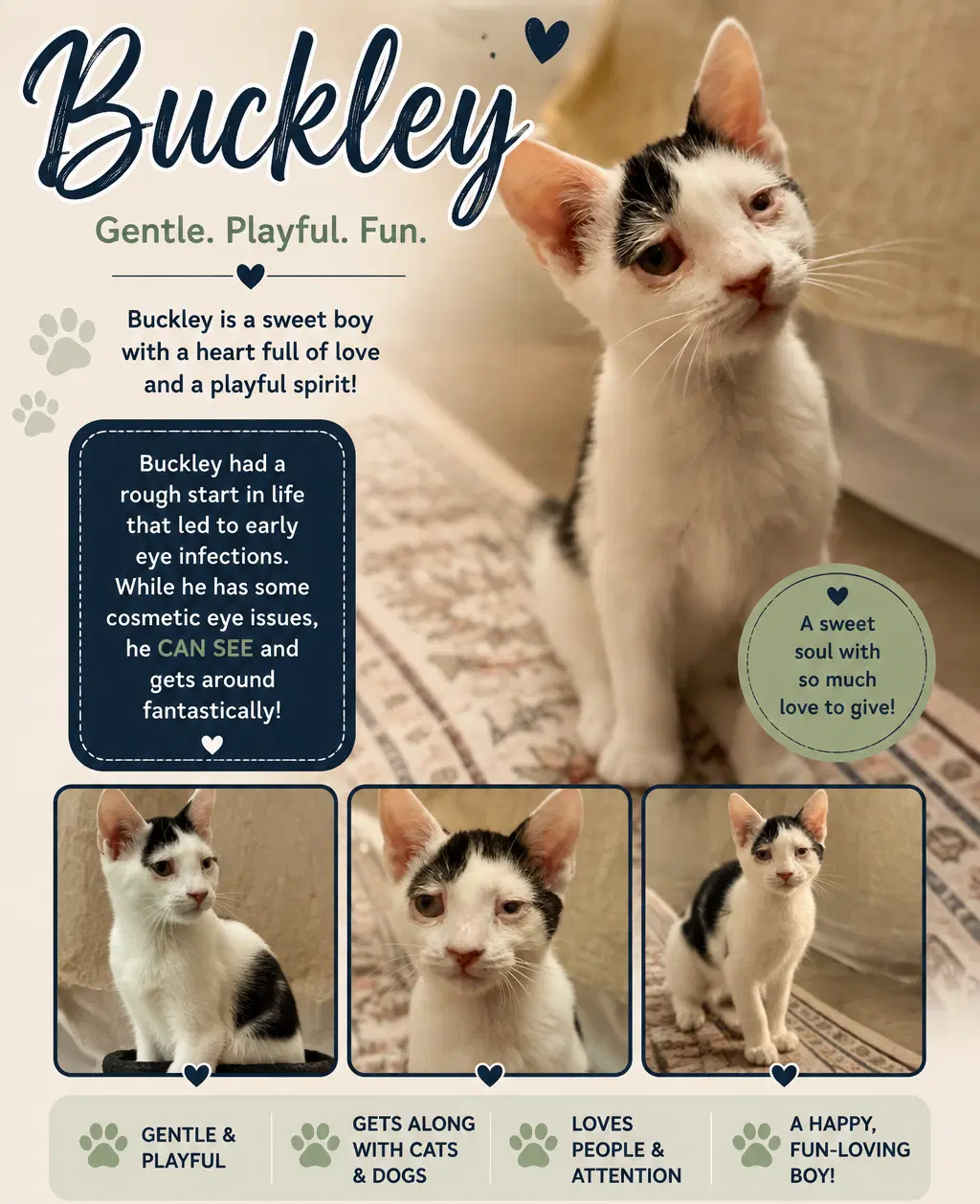 Buckley - Domestic Short Hair