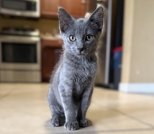 Nougat, an adoptable Domestic Short Hair in Ft Myers, FL