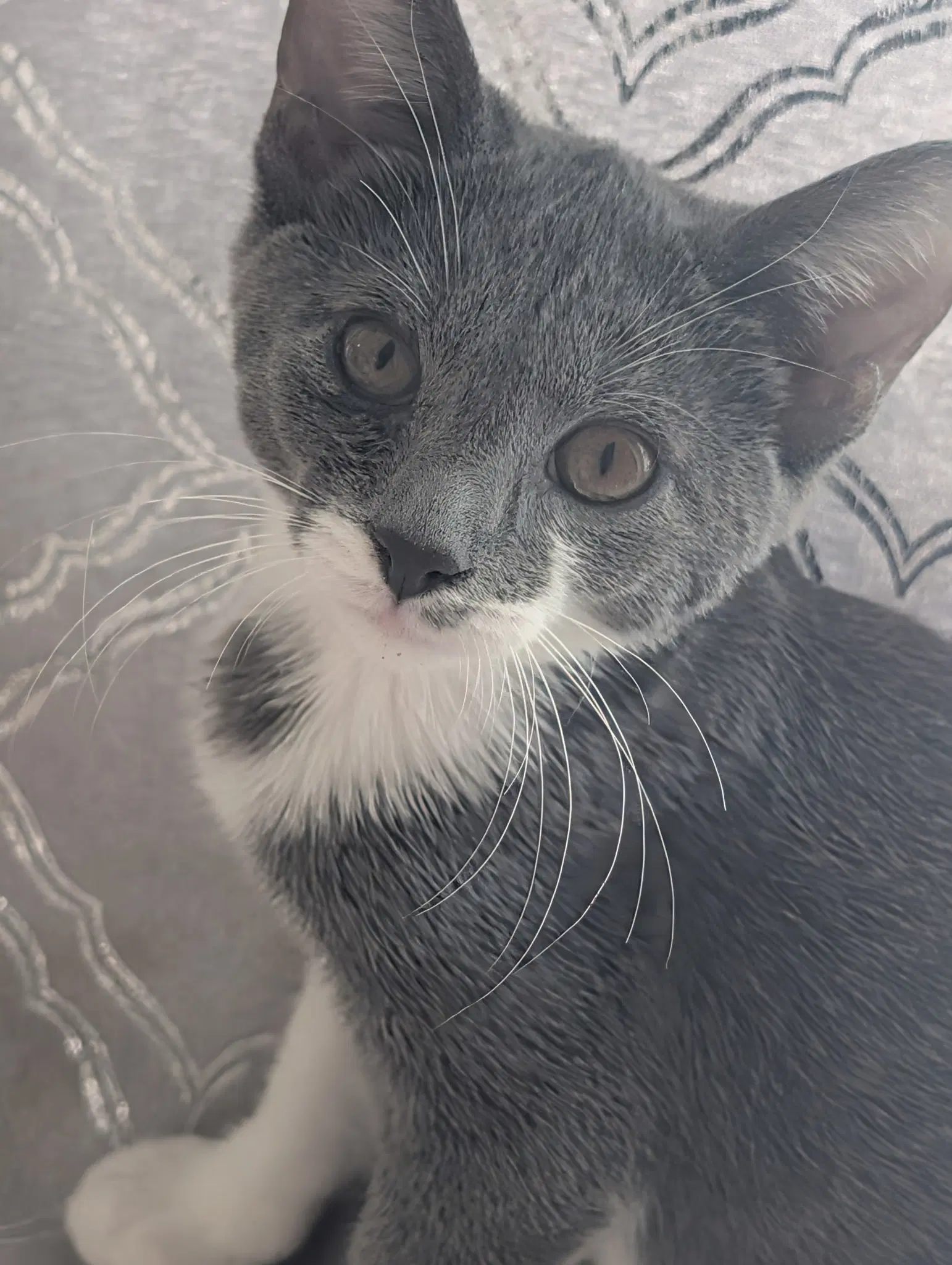 Remy - Domestic Short Hair
