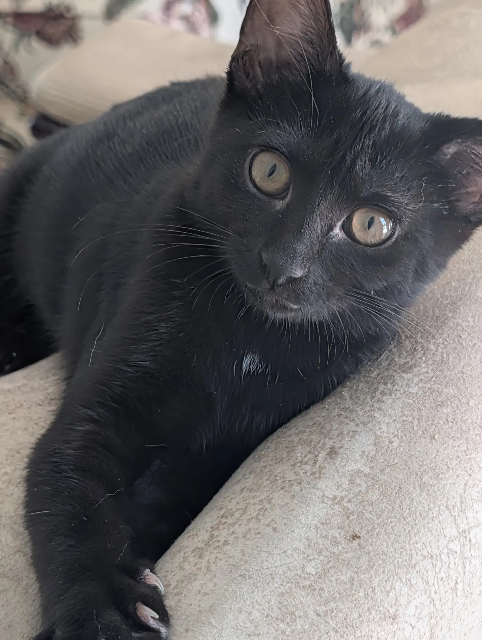 Moana - Domestic Short Hair