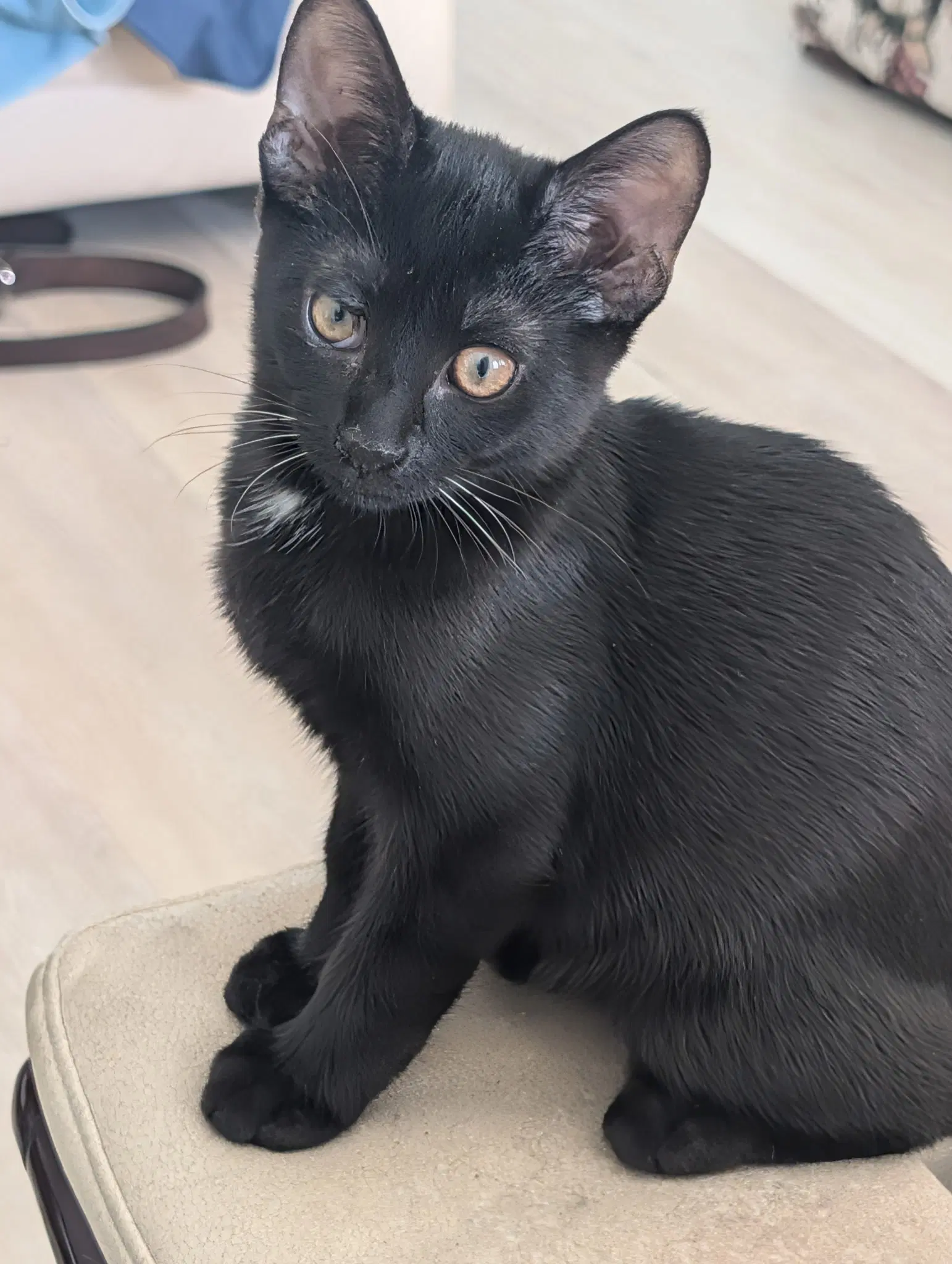 Ariel - Domestic Short Hair