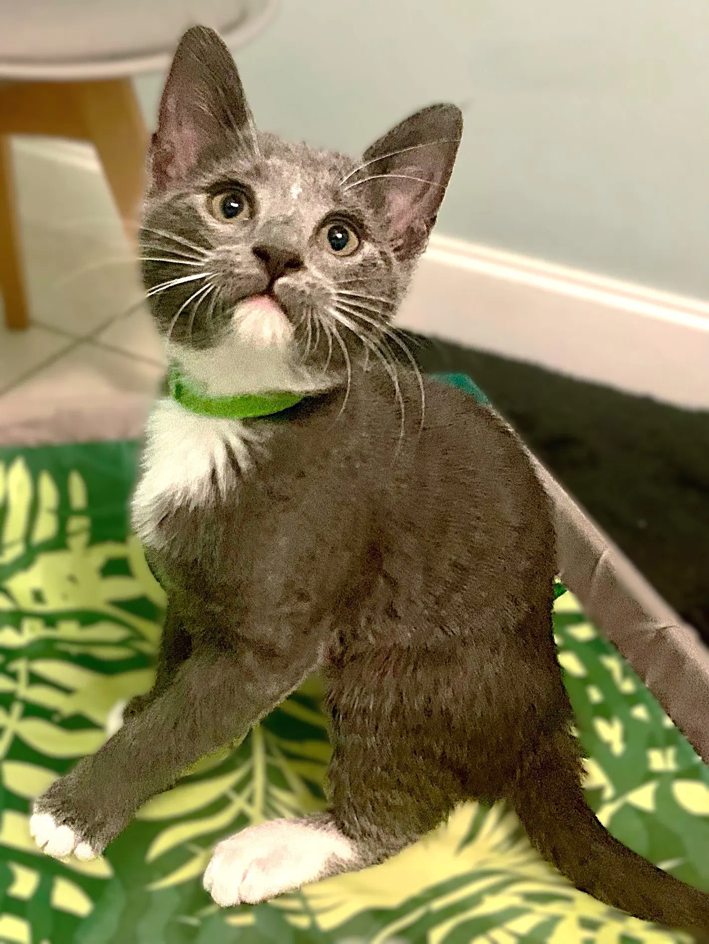 Anya - Tuxedo