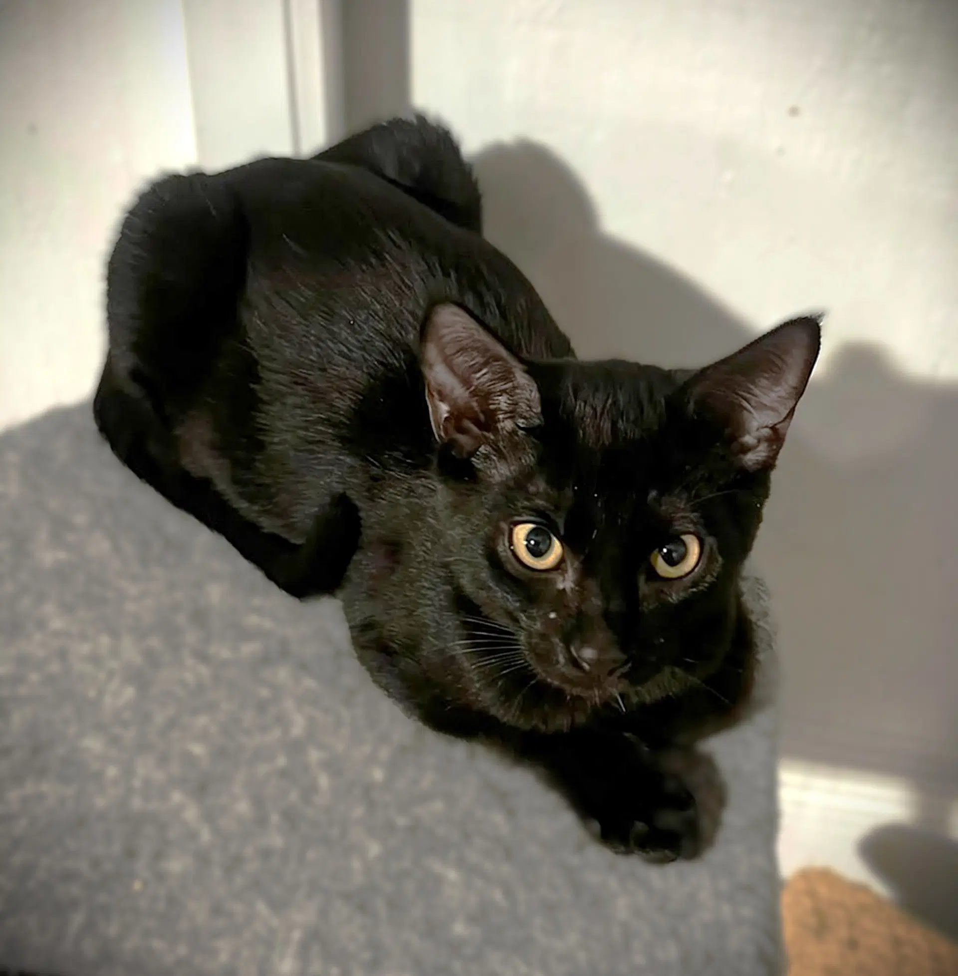 Zues - Domestic Short Hair
