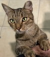 Scout - Photo 1