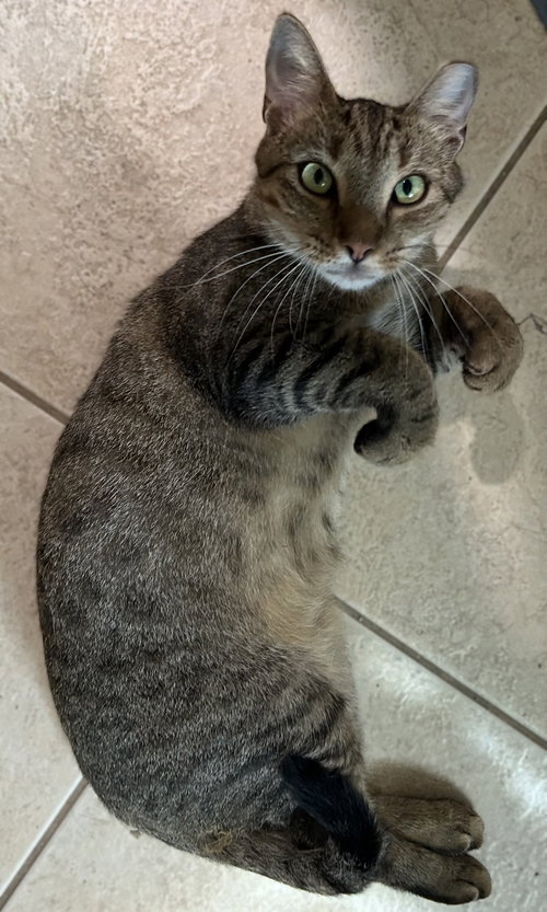 SCOUT - Tabby available for adoption