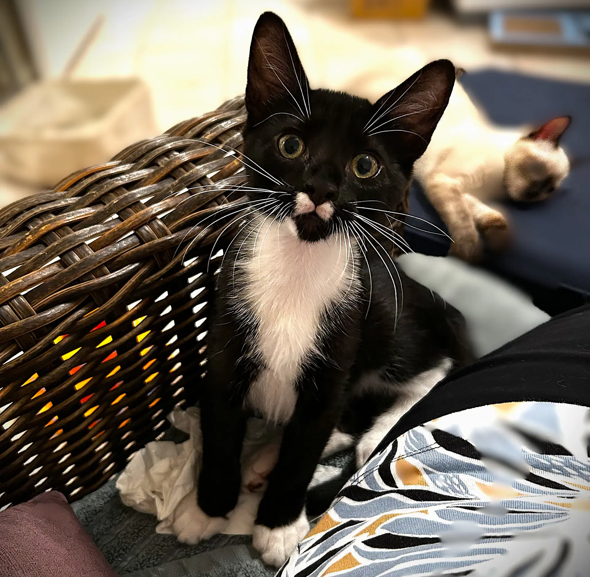 Rocket - Tuxedo