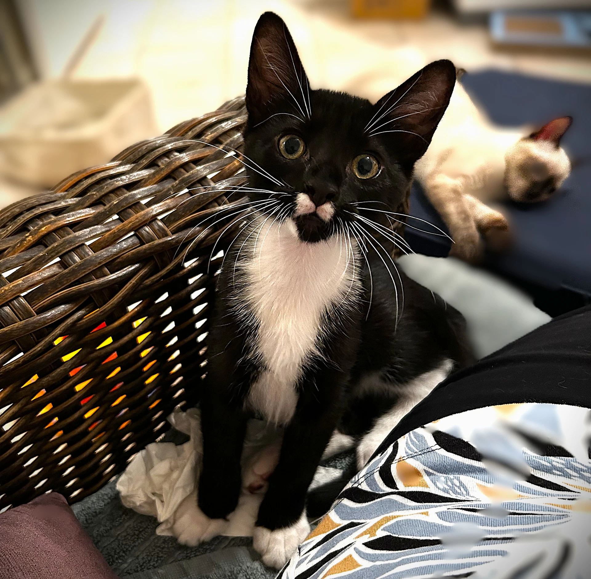 Rocket