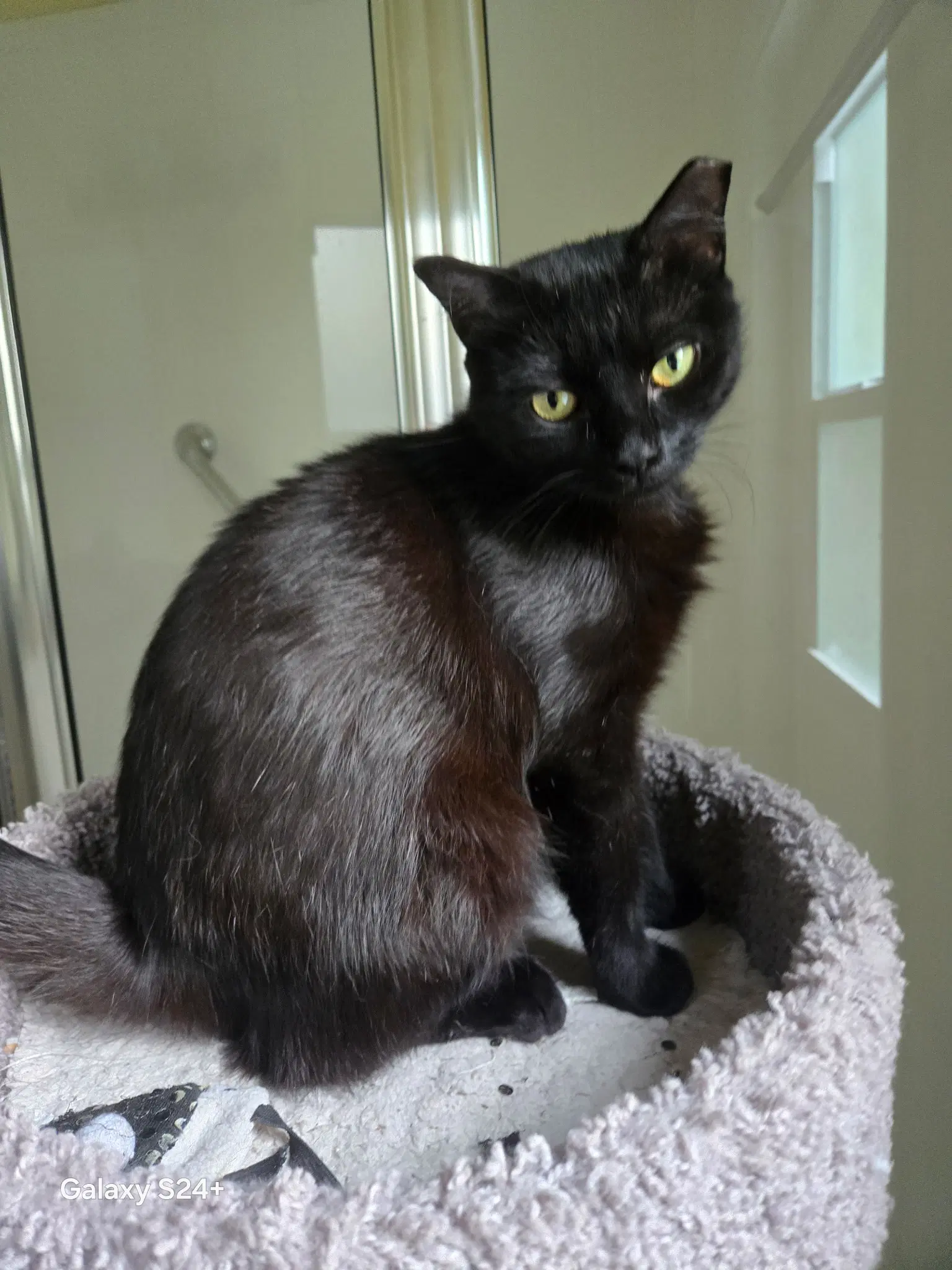 Jolie - Domestic Short Hair