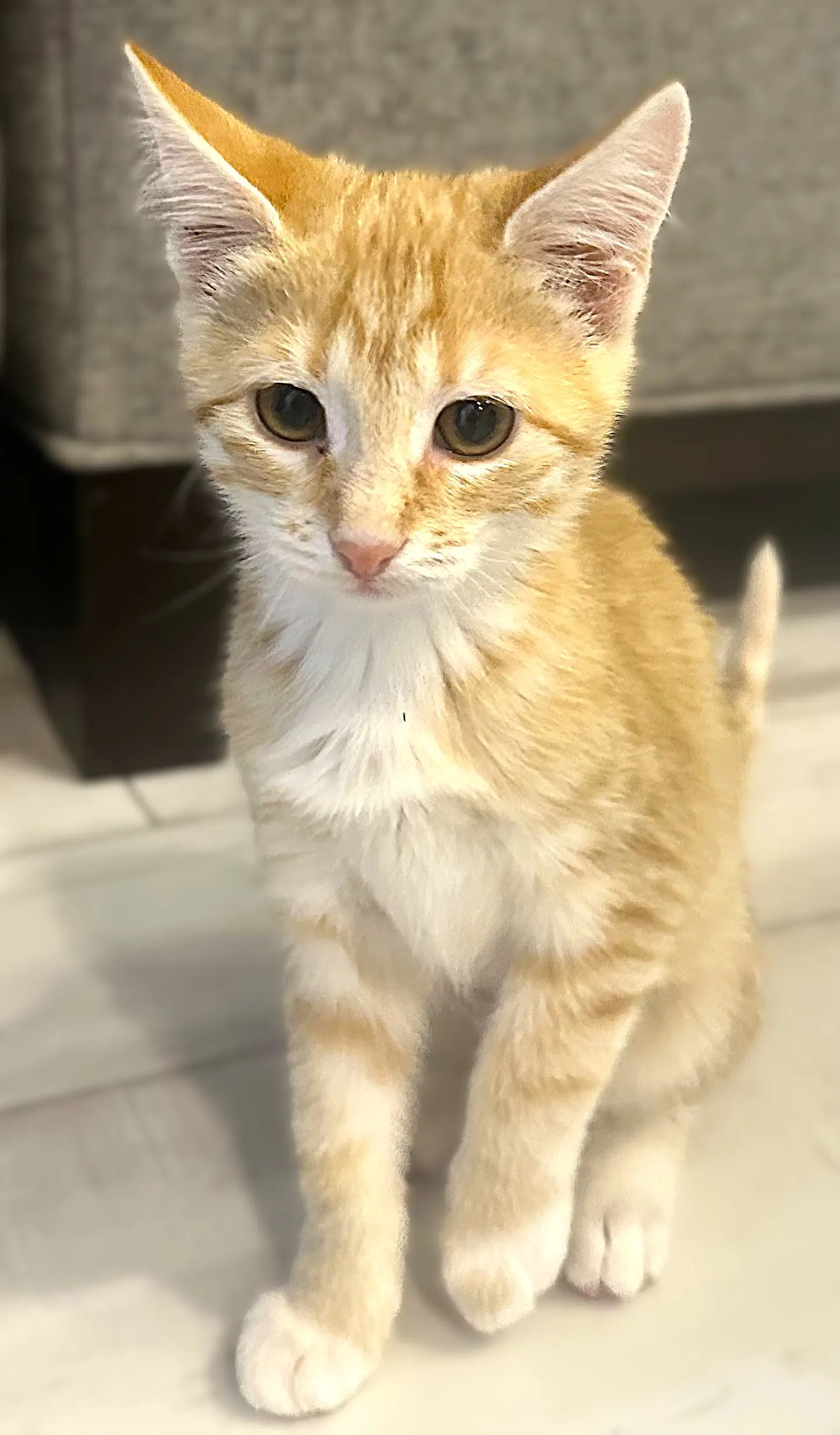 French Fry - Tabby