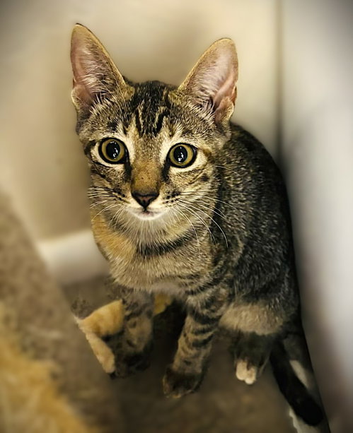Spark Plug, a cat for adoption from Haven On Earth Animal League