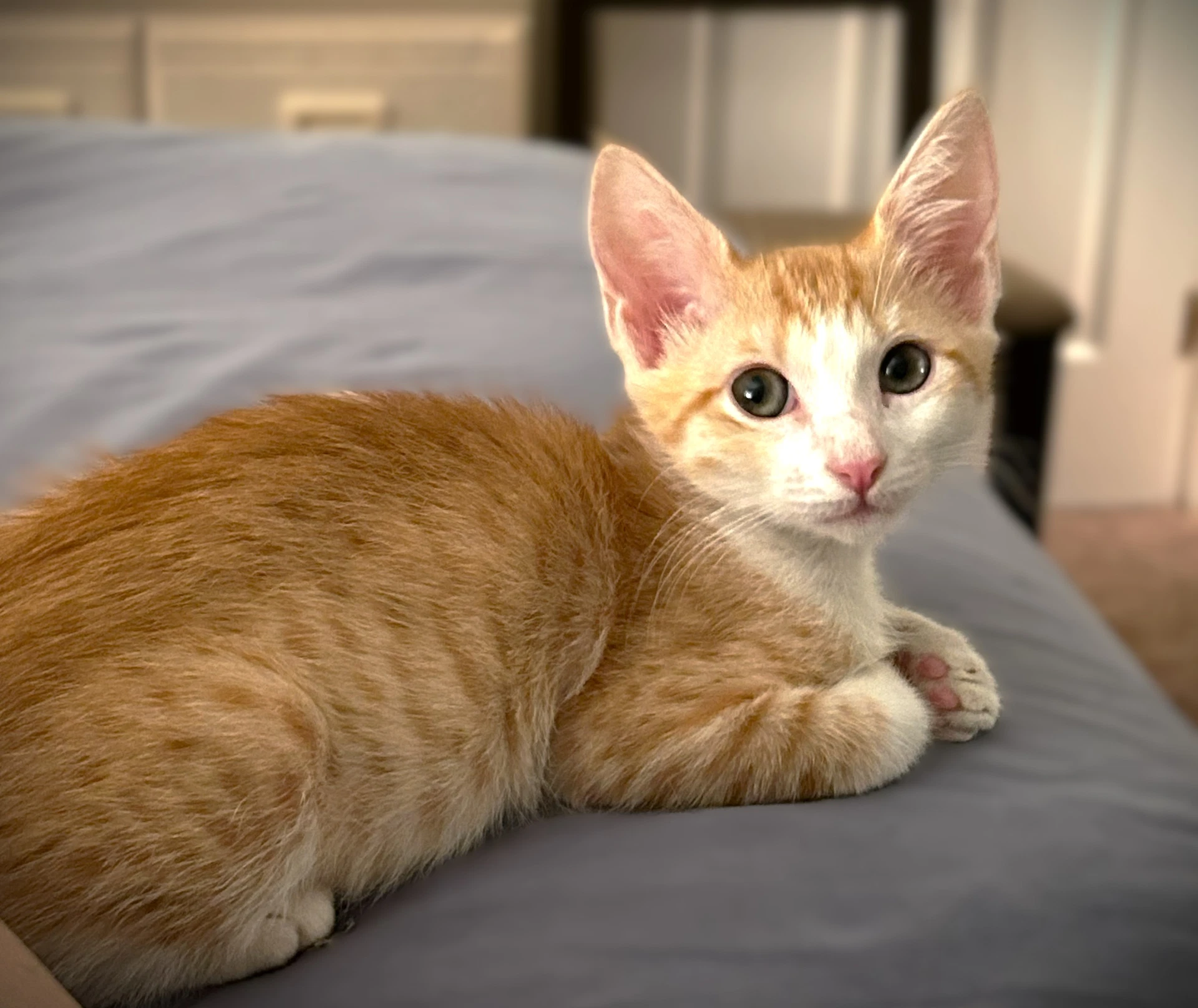 Tangelo