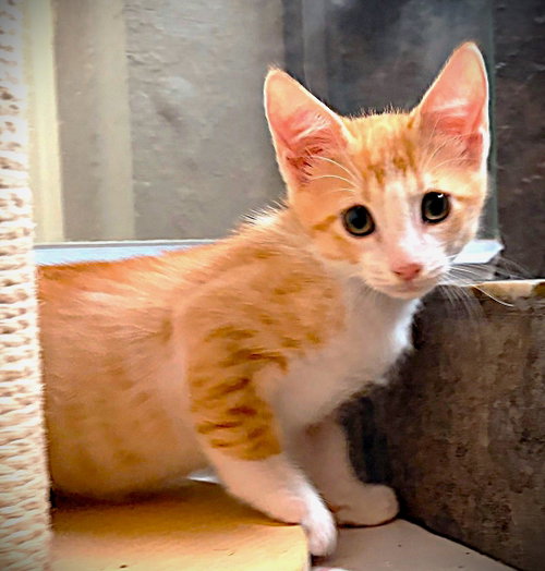 Sunkist, a cat for adoption from Haven On Earth Animal League
