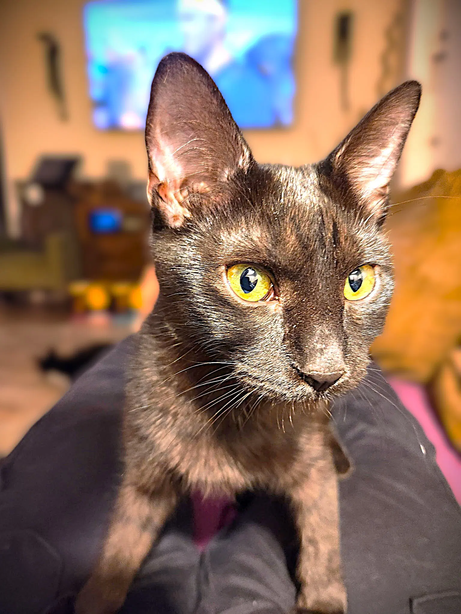 Precious Biscuit Maker - Domestic Short Hair