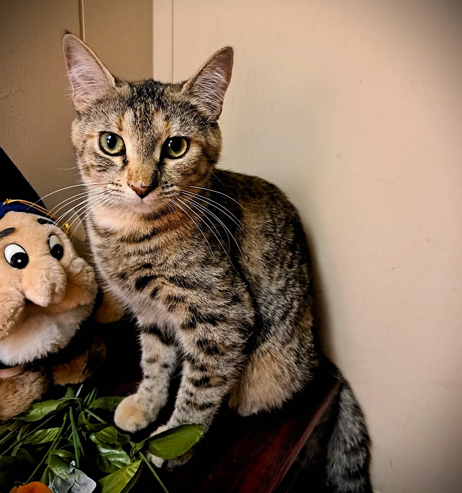 Coco Puff - Calico
