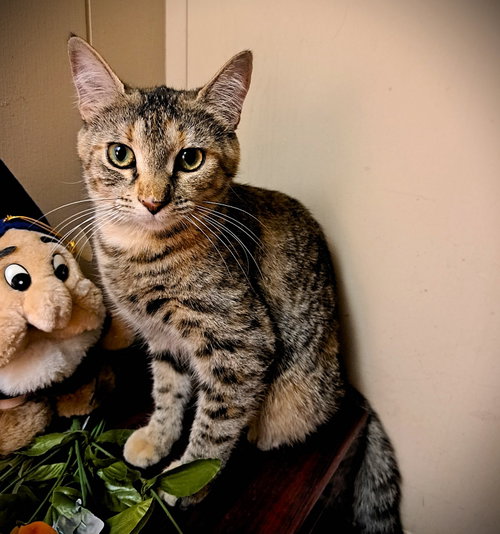 Coco Puff, a cat for adoption from Haven On Earth Animal League