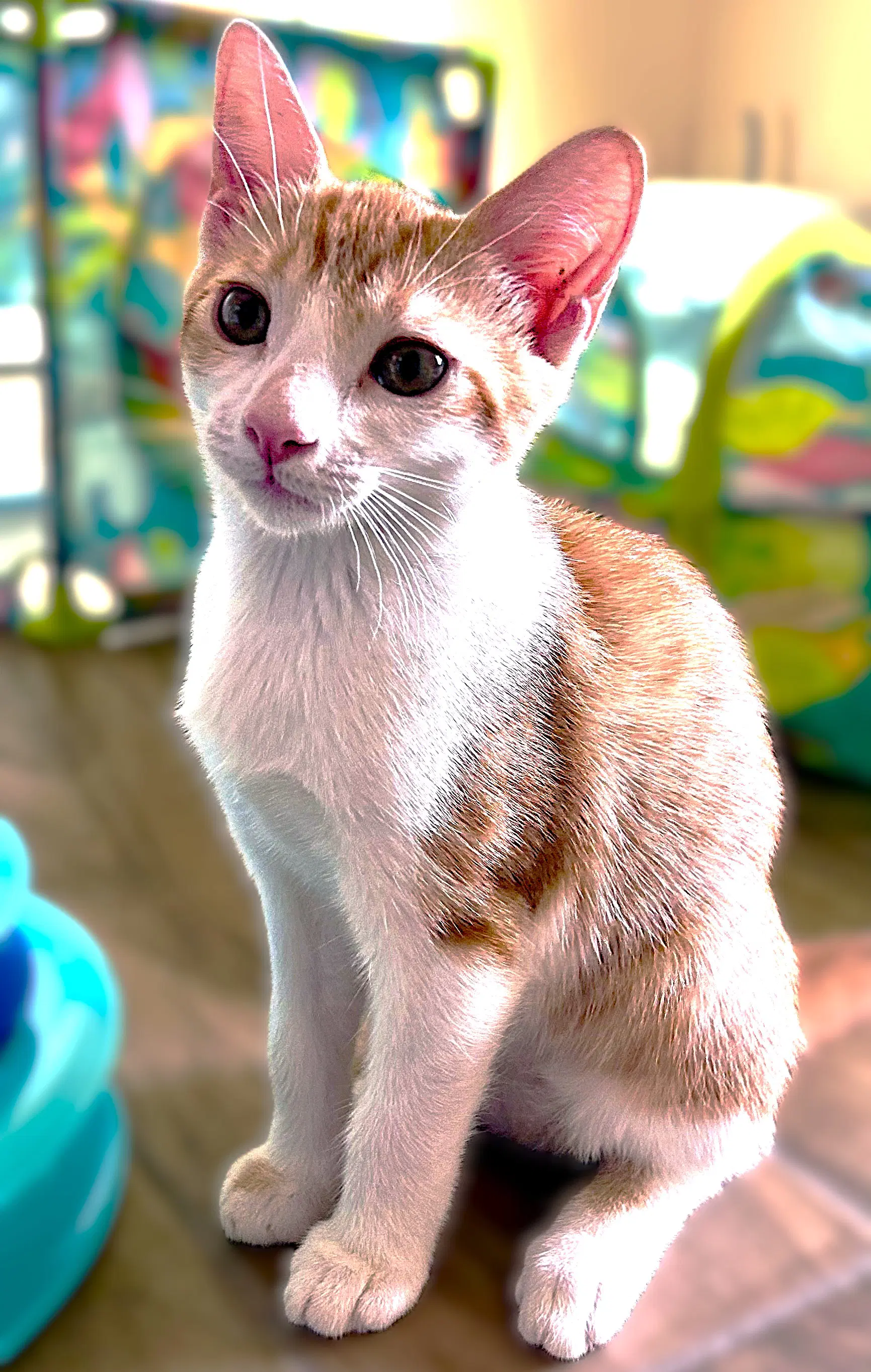 Breeze - Tabby