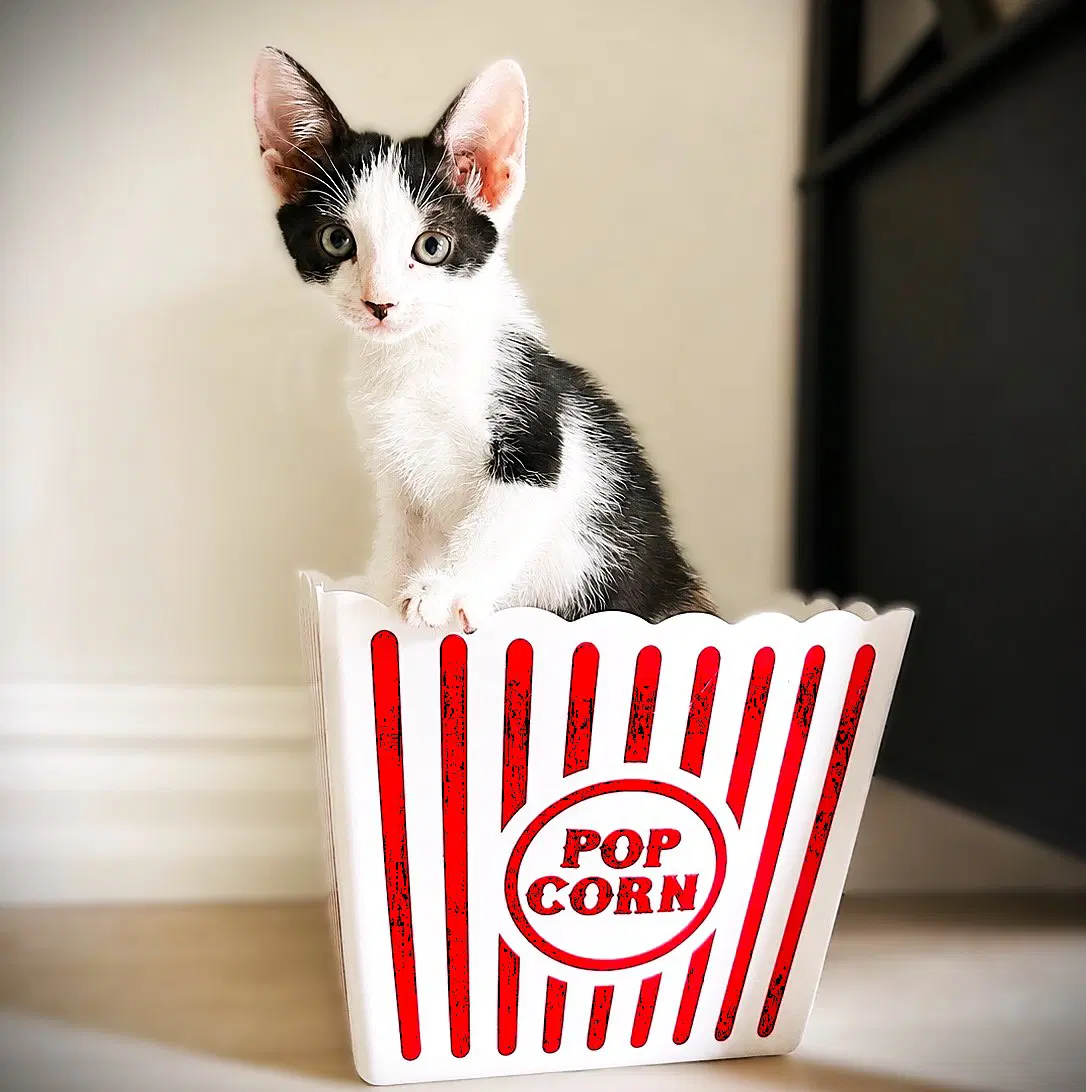 Benz - Domestic Short Hair