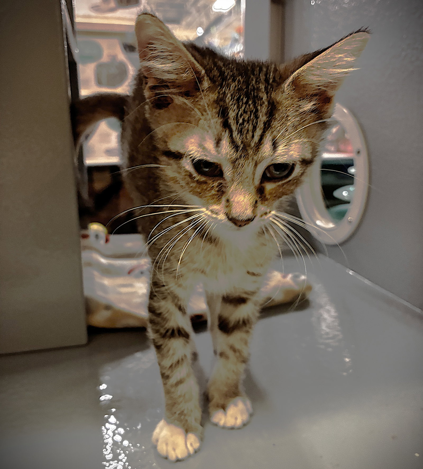 Thor, Tabby