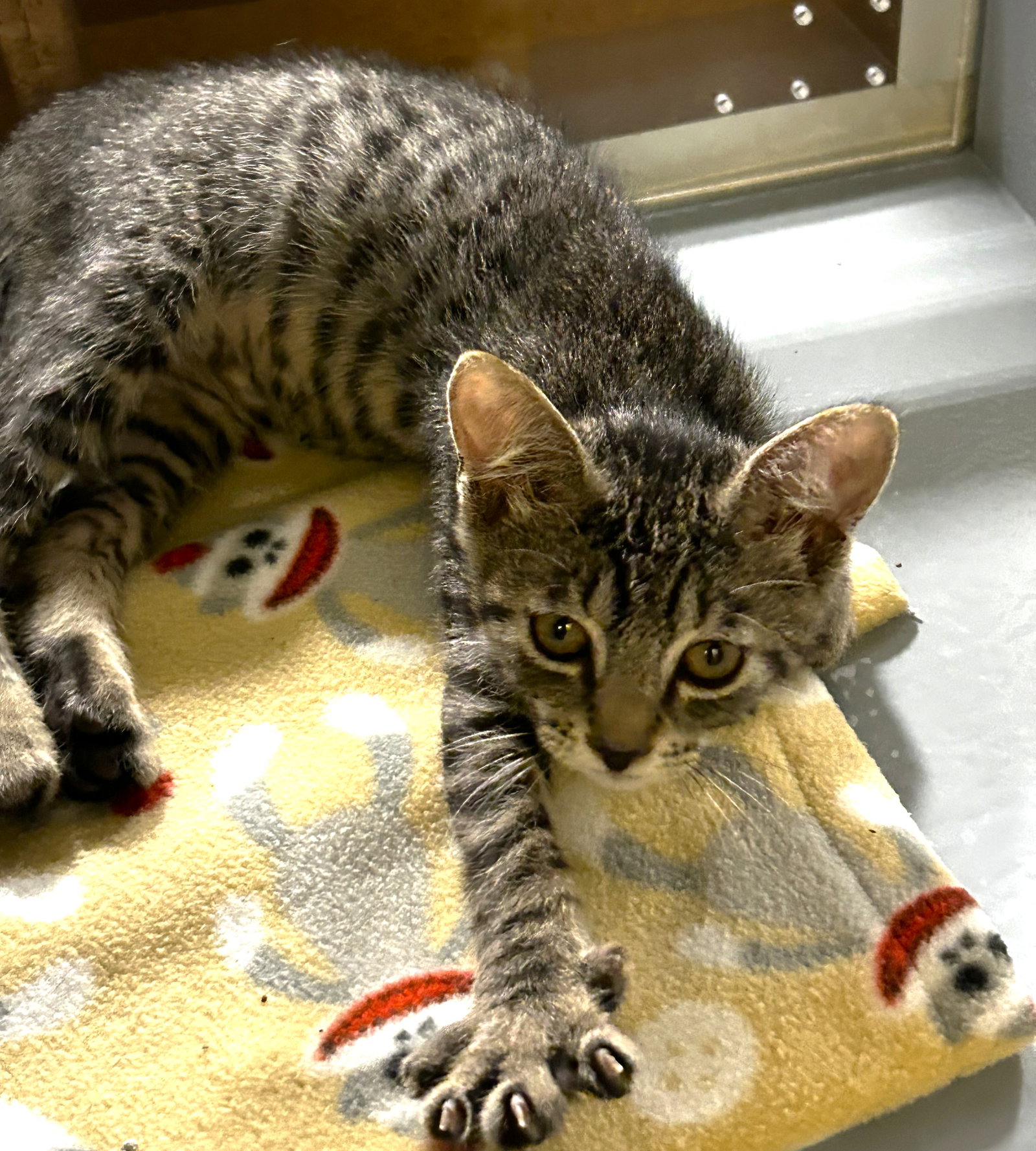 Diesel, Tabby