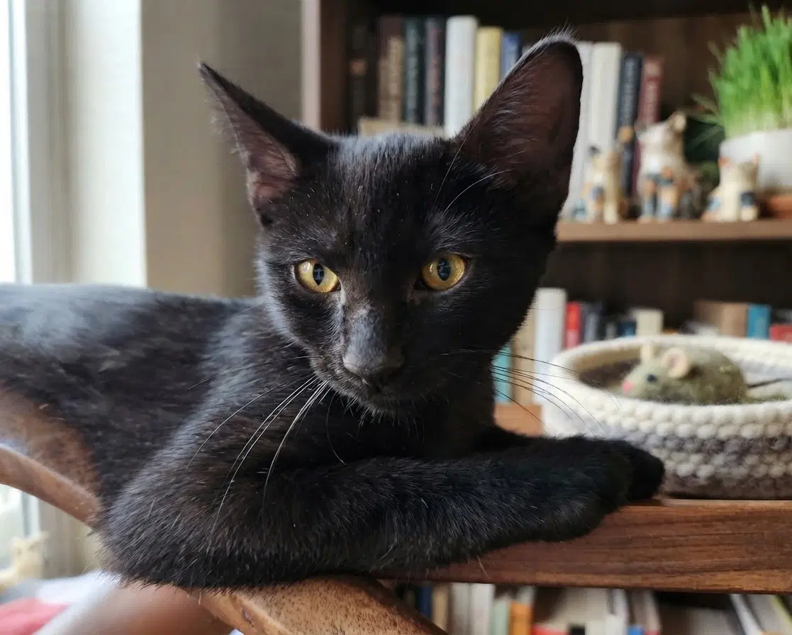 Tar - Domestic Short Hair
