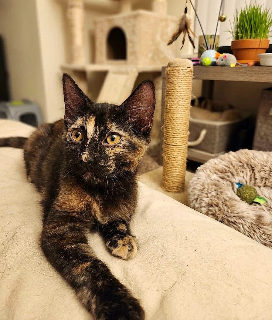 Moxie