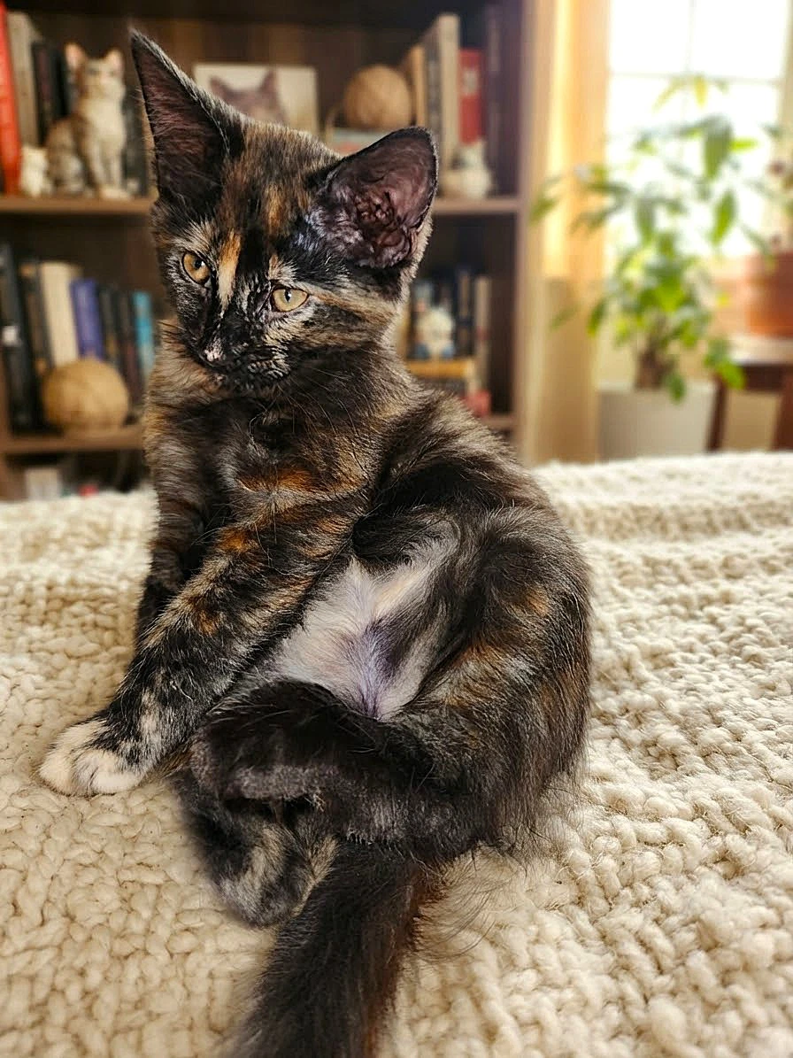 Chloe