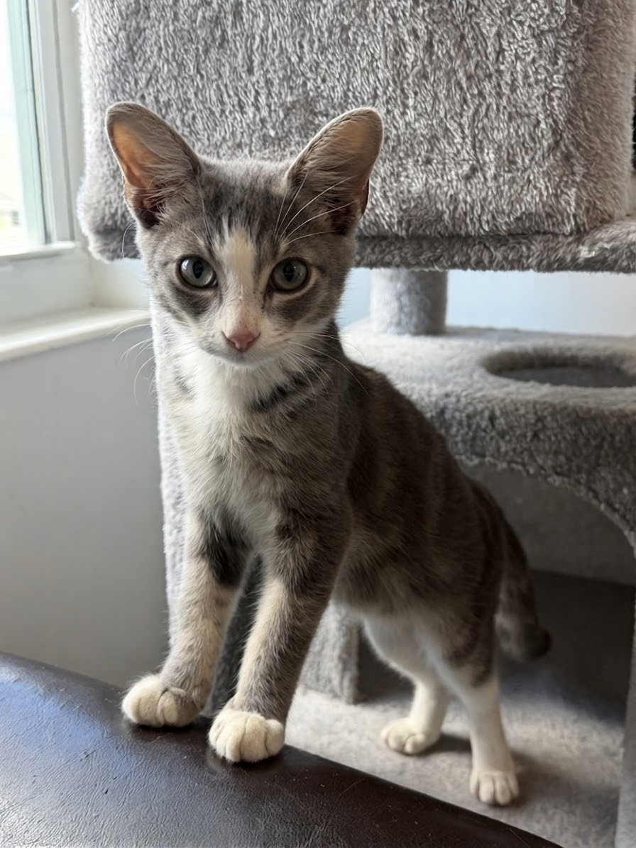 Leela