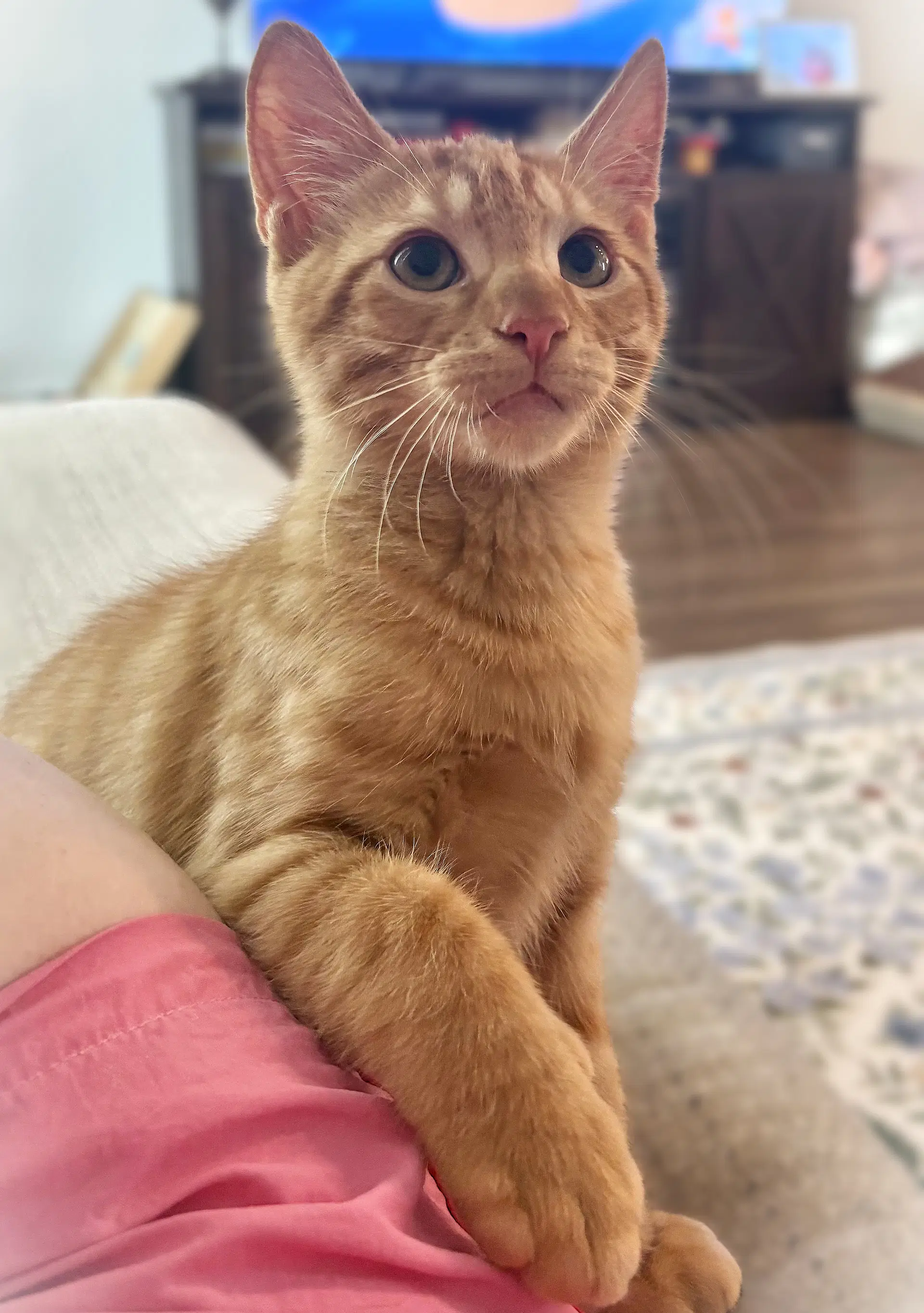 James Peach - Tabby