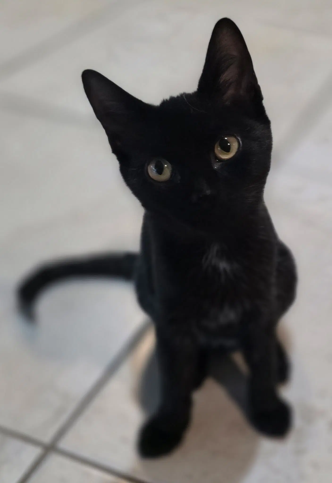 Jelly - Domestic Short Hair