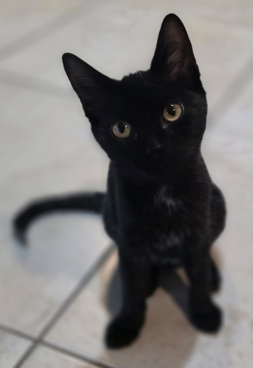 Jelly, a cat for adoption from Haven On Earth Animal League