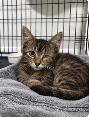 Dolly, a female Tabby kitten up for adoption