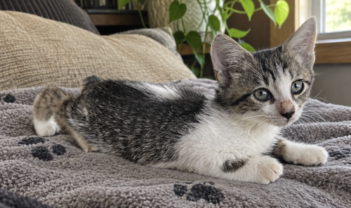Parton, a female Tabby kitten up for adoption