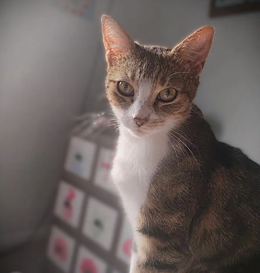 Ines - Tabby