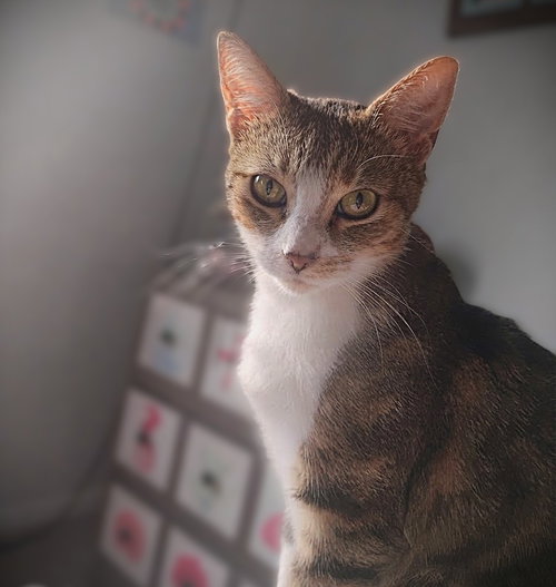 Ines, a cat for adoption from Haven On Earth Animal League