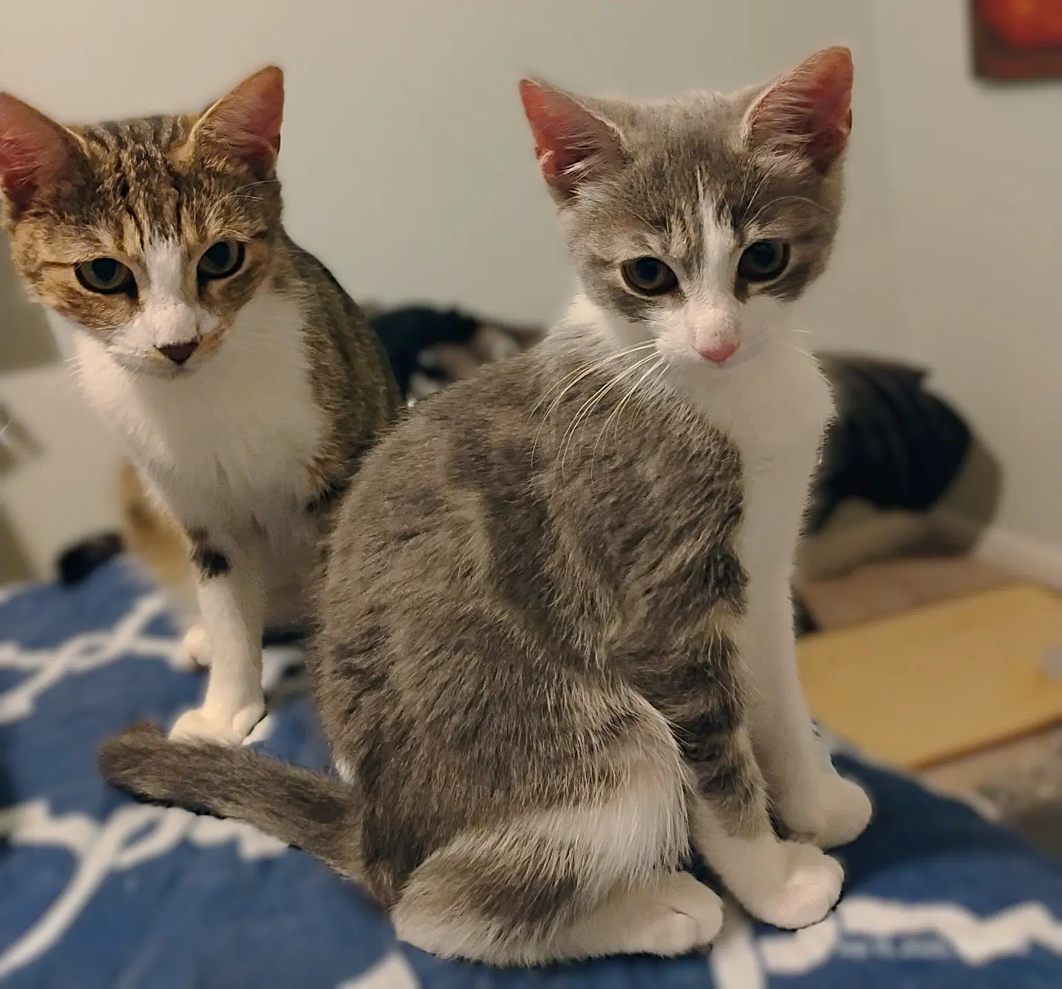 Petal - Tabby