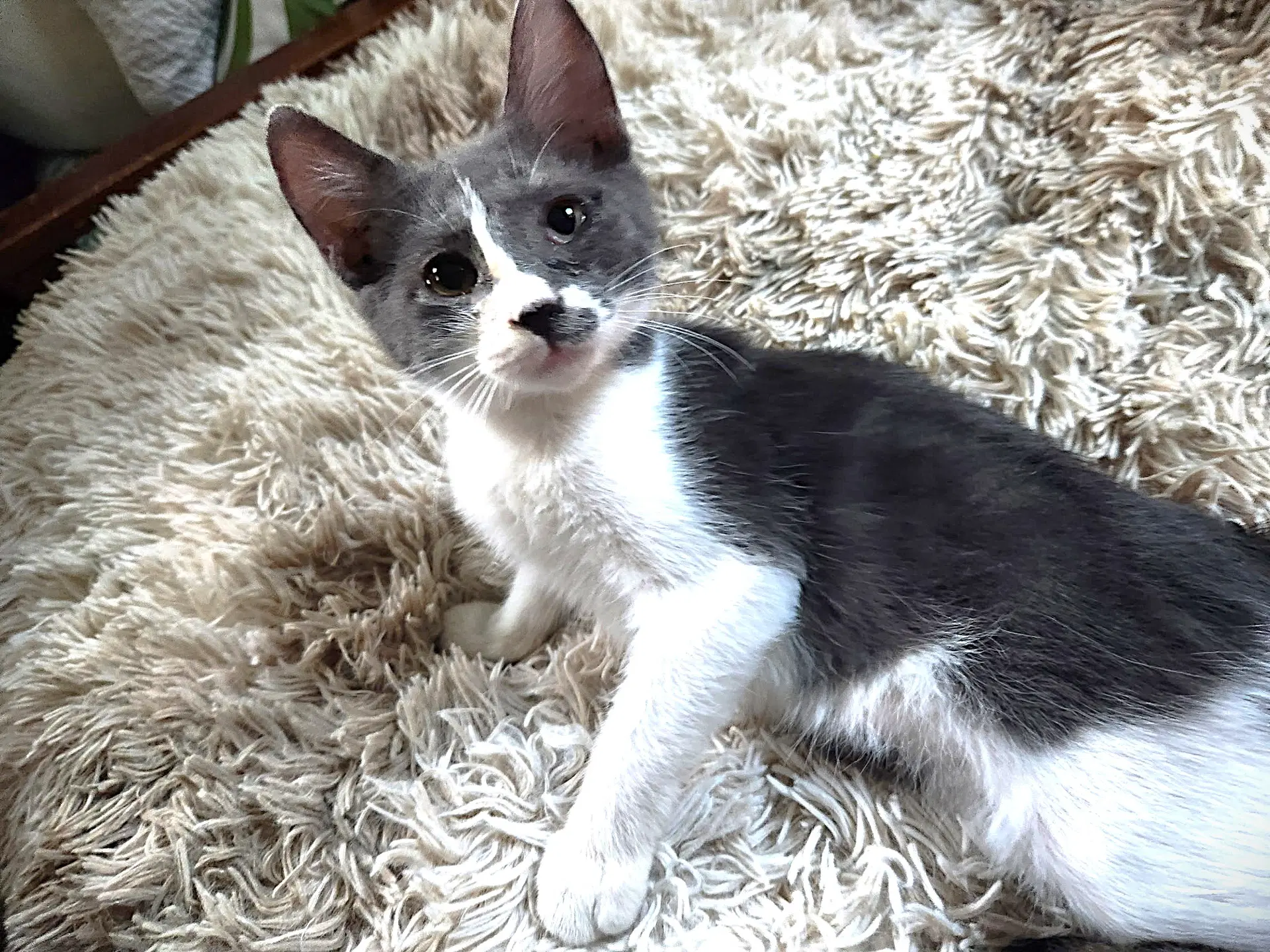 Coco - Domestic Short Hair