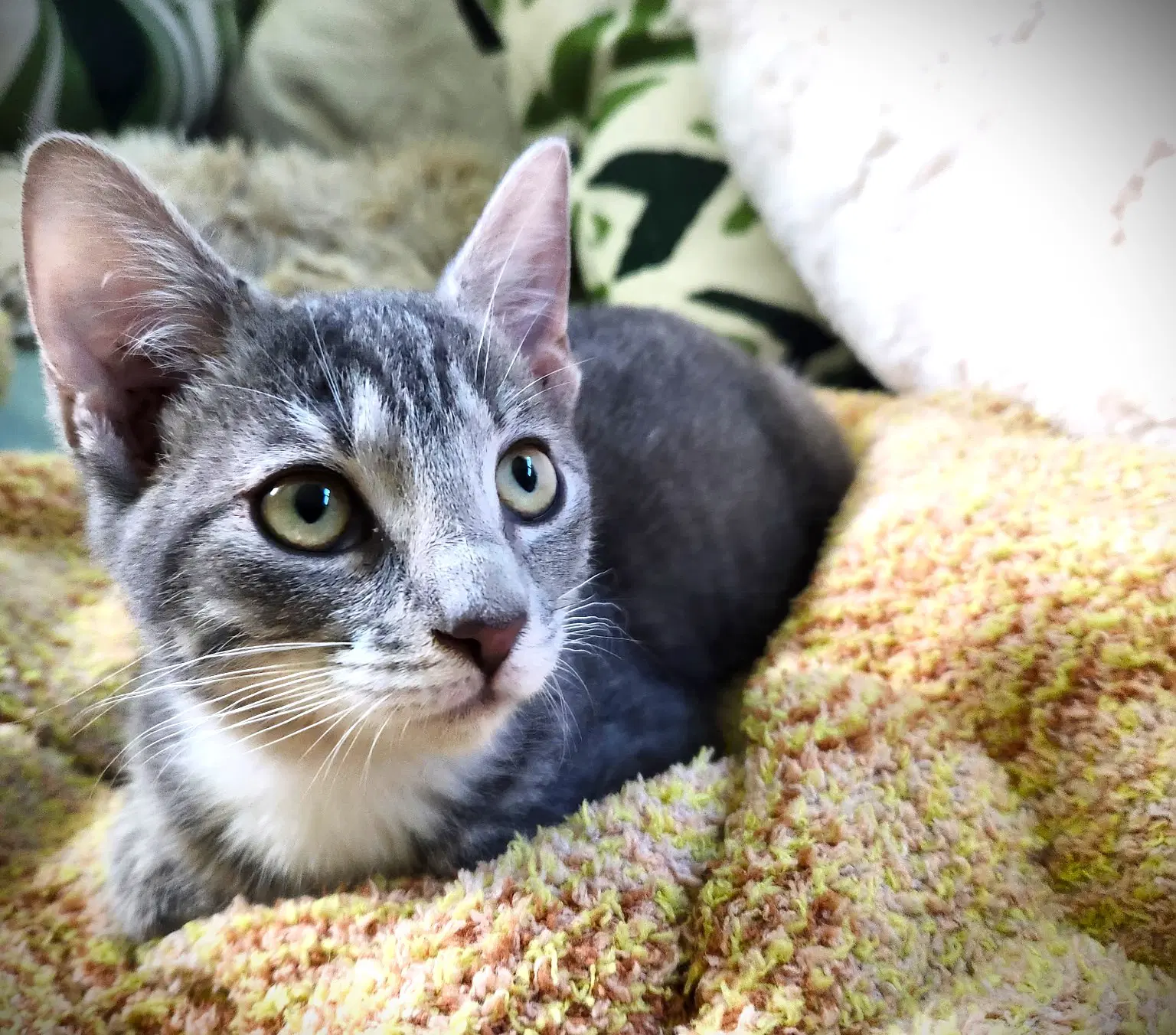Rye - Tabby