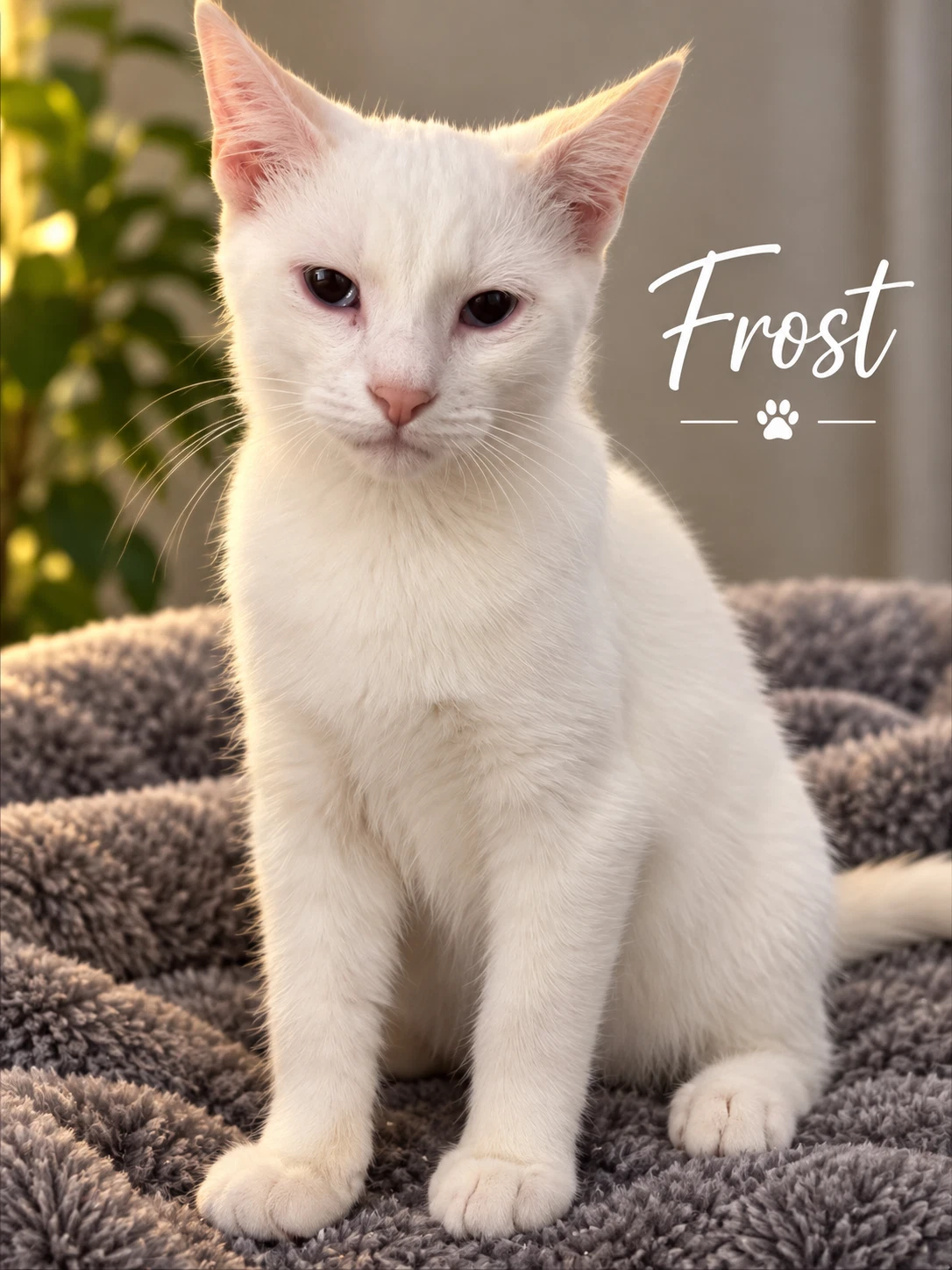 Frost