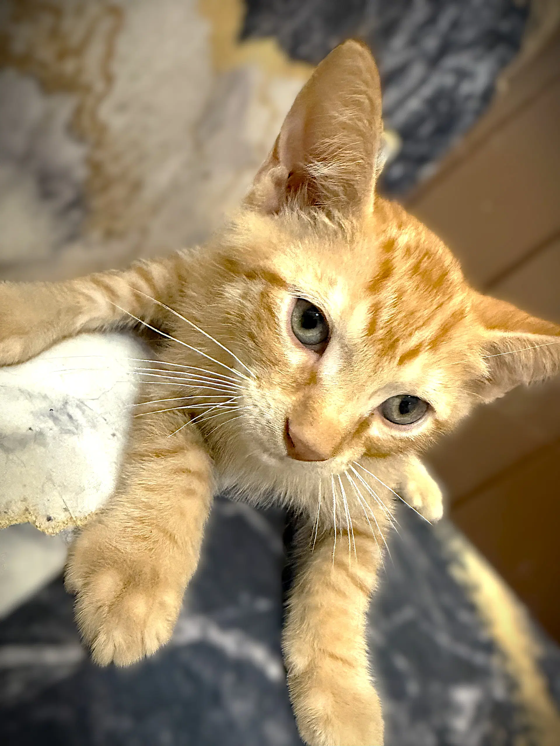 Ronnie - Tabby