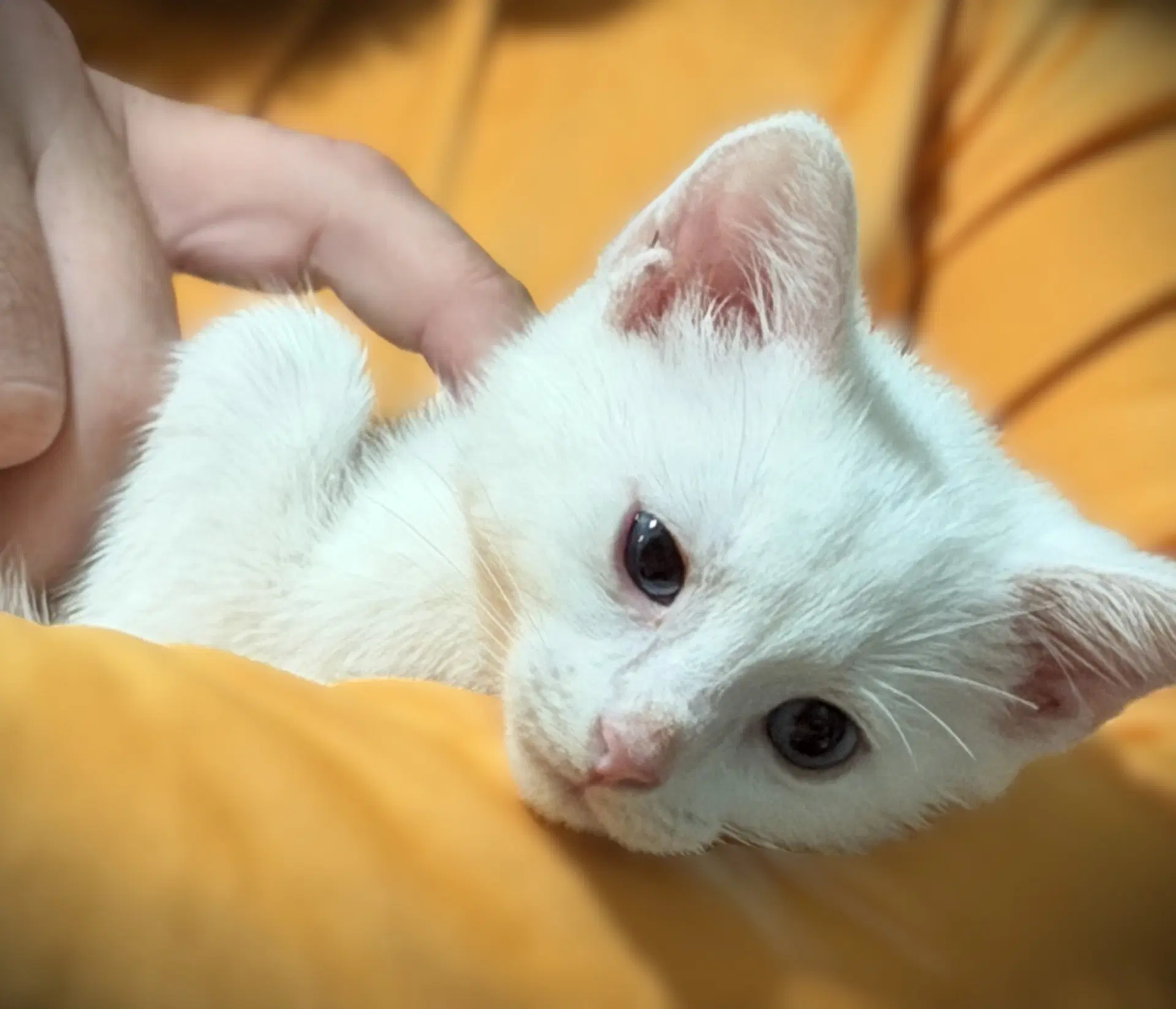 Cassie - Domestic Short Hair