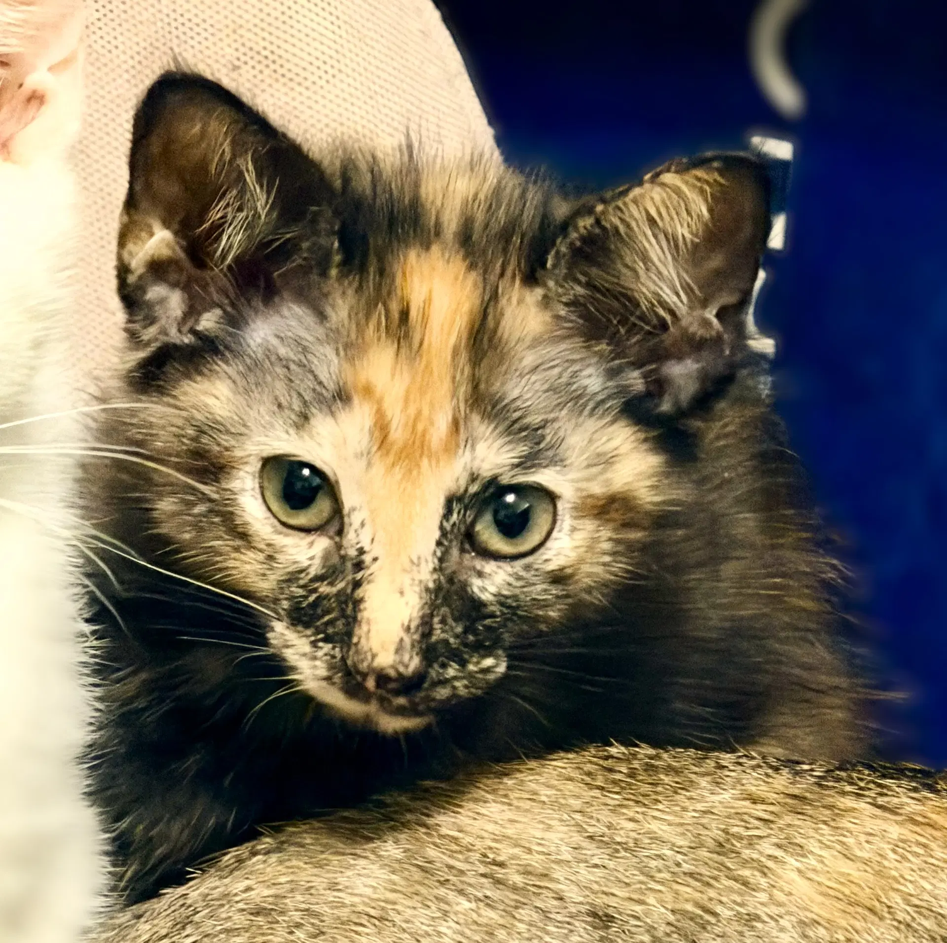 Rosie - Tortoiseshell