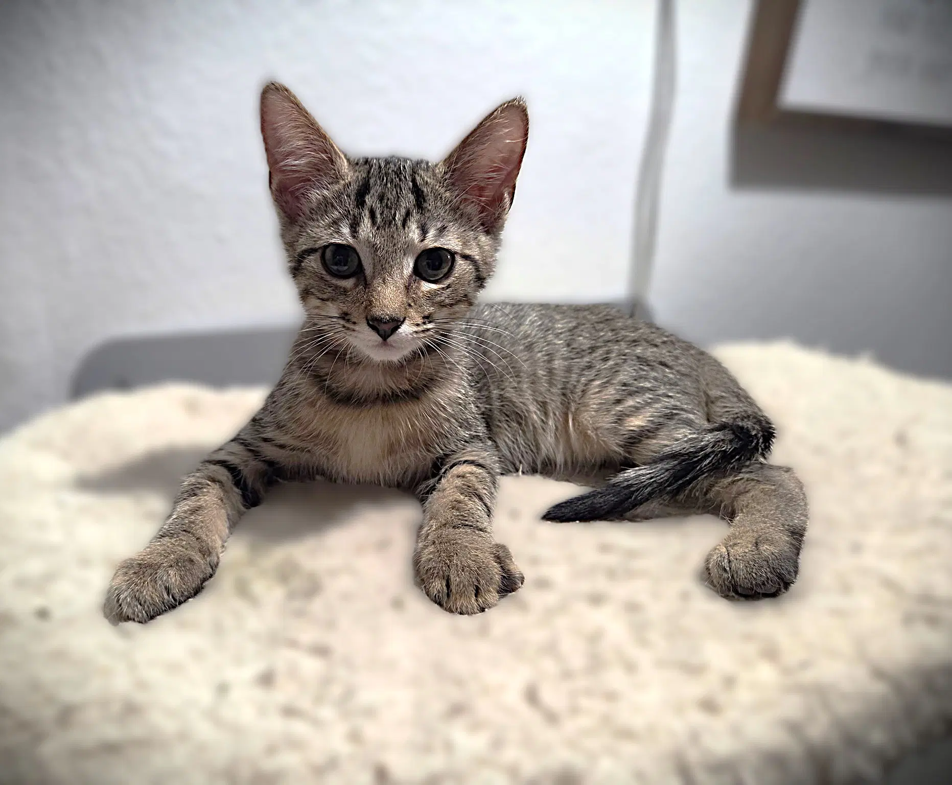 Ike - Domestic Short Hair