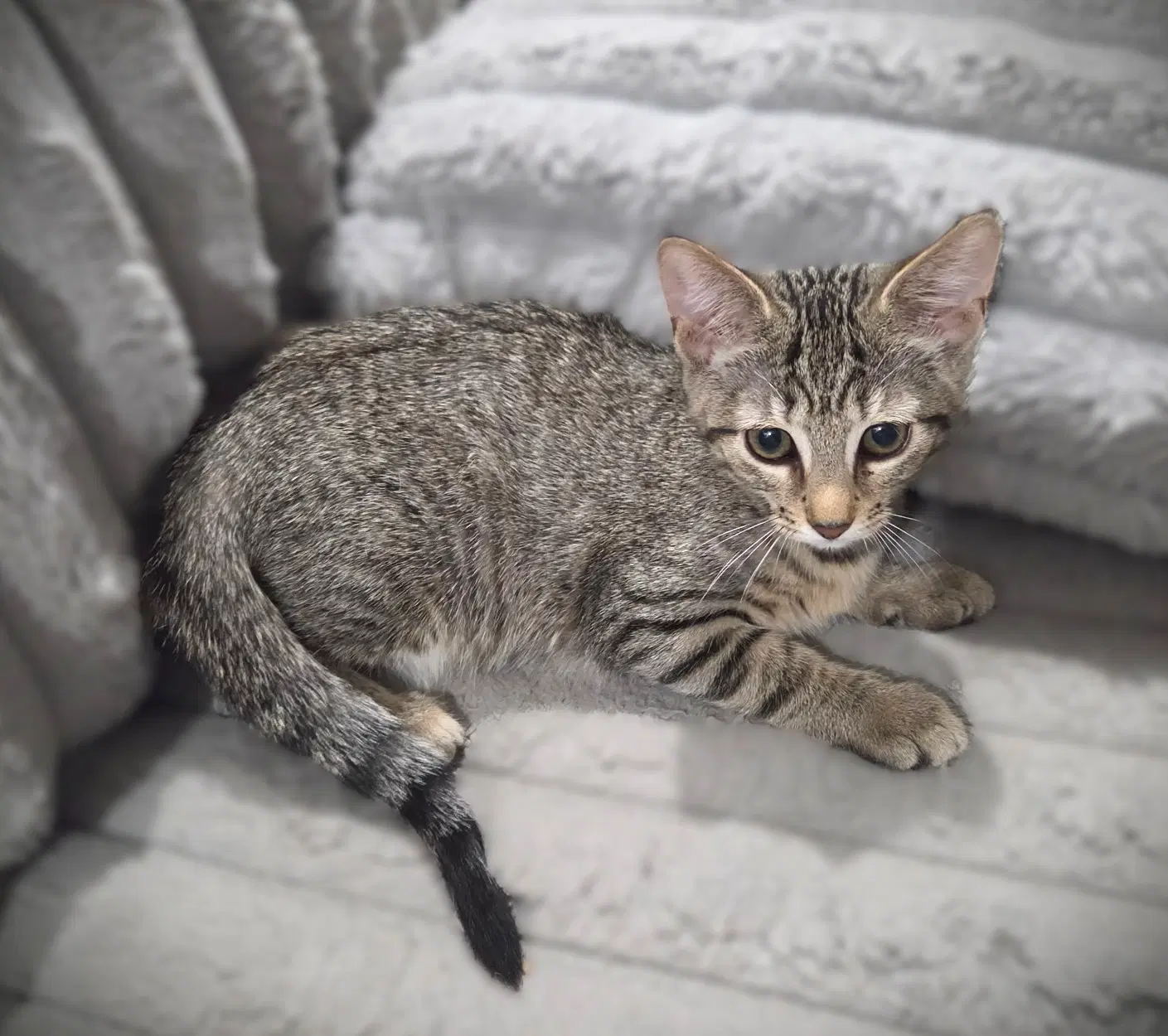 Claudia - Tabby